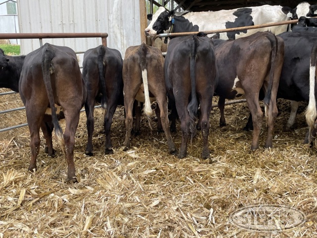(11 Head) Holstein/Jersey crossbred bred heifers